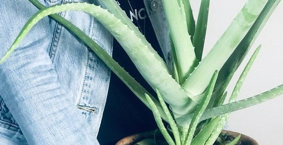 Everything you need to know about Aloe Vera