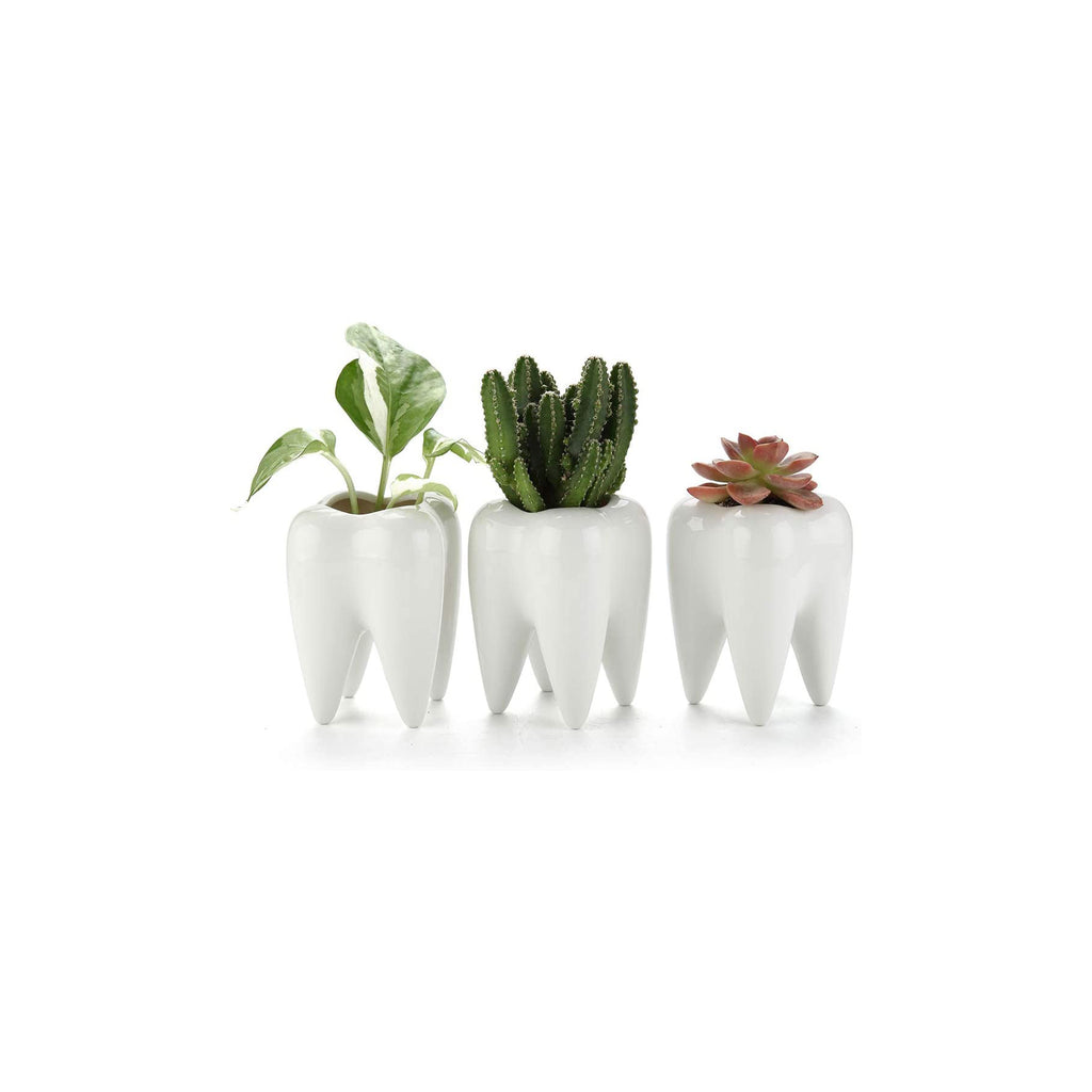 Cute mini tooth ceramic succulents pots T4U