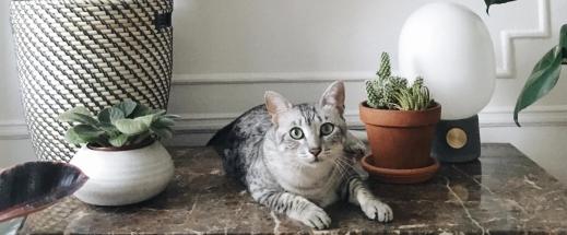 Can Cat and Houseplants Live in Harmony?