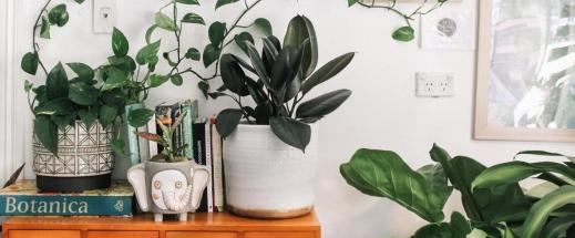 5 Best Indoor Plants To Purify The Air In Your Home