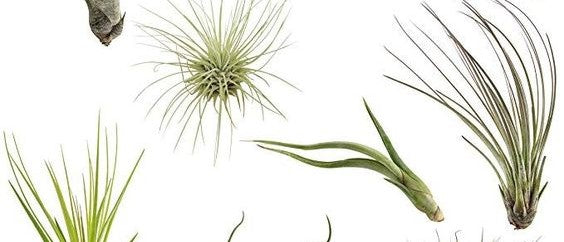 6 Air Plants for home and office