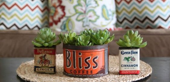 using your tin can to re-pot succulents